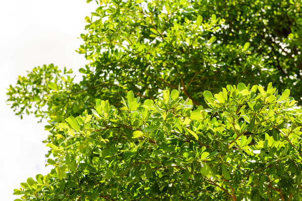 rama de hoja verde aislada sobre blanco
 - Foto, imagen