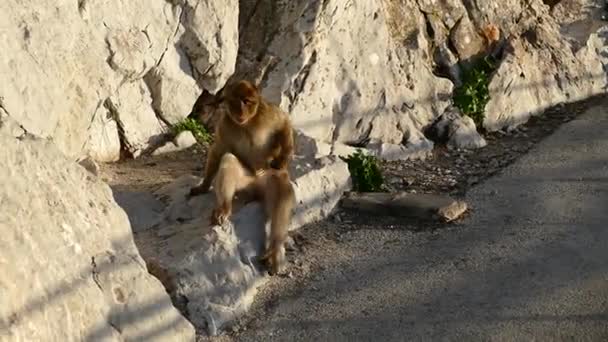 ジブラルタルの岩の上の有名な野生のニホンザル サル - 映像、動画