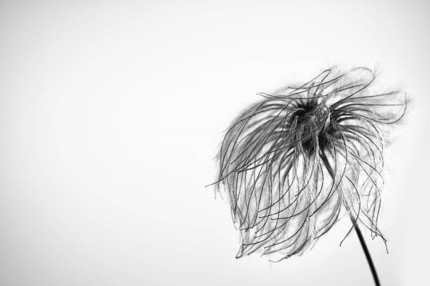 Bonita flor tranquila en el viento
 - Foto, Imagen