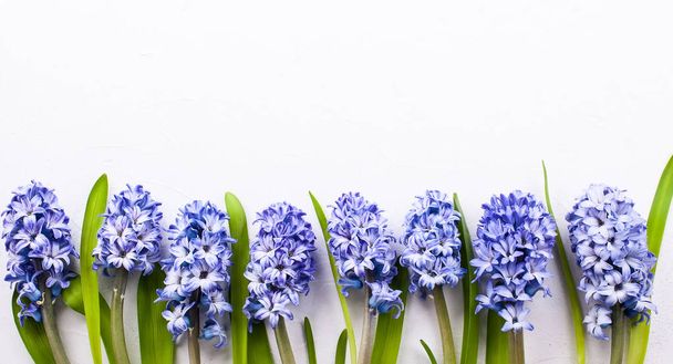 Lilac hyacinths on white background - Zdjęcie, obraz