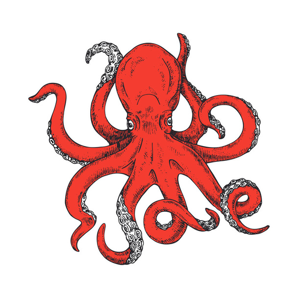 Chobotnice. Gigantické chobotnice vektor inkoust skica. Izolované na bílém pozadí - Vektor, obrázek
