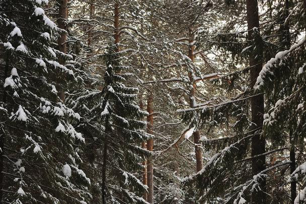 太陽のまぶしさと冷ややかな雪に覆われた森林ビューの風景 - 写真・画像