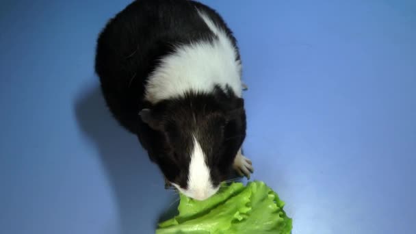 Funny colorful guinea pig sitting on the table and eating green salad - Кадри, відео