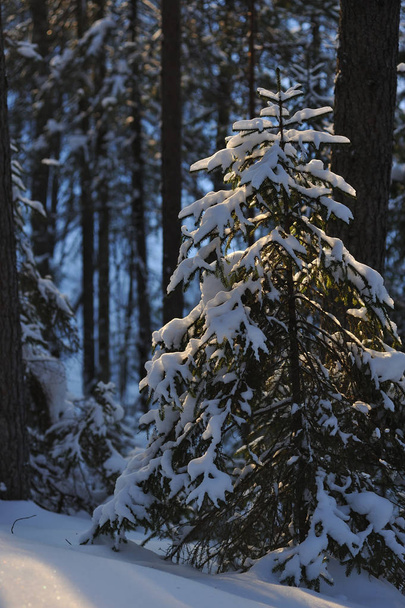 Paisaje del bosque cubierto de nieve invernal con resplandor solar
 - Foto, imagen