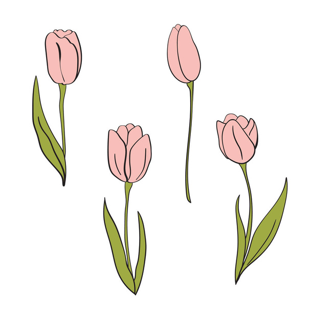 Vektor rózsaszín tulipánok illusztráció. Virágos elszigetelt elemek. A tervezés, a kártya, a nyomtatás vagy a háttér - Vektor, kép