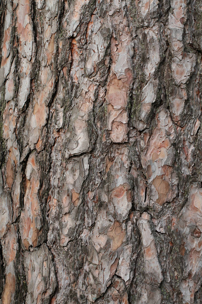 Old pine-tree bark. Closeup. Macro. - Photo, Image