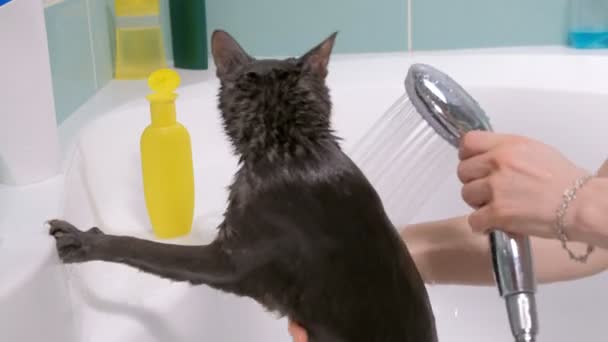 Schaumbad eine kleine graue Streunerkatze, Frau wäscht die Katze im Badezimmer - Filmmaterial, Video