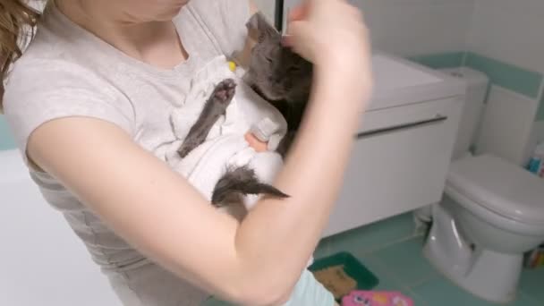 Perličkové koupele malé šedé Toulavá kočka, Žena myje kočka v koupelně. ubrousky zvíře s ručníkem - Záběry, video