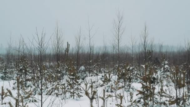 Genç Gezgin karda yürümek çayır "Bahçe Çiti" kış gününde kaplı. - Video, Çekim