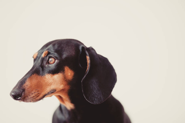 cute dog dachshund close up  - Φωτογραφία, εικόνα