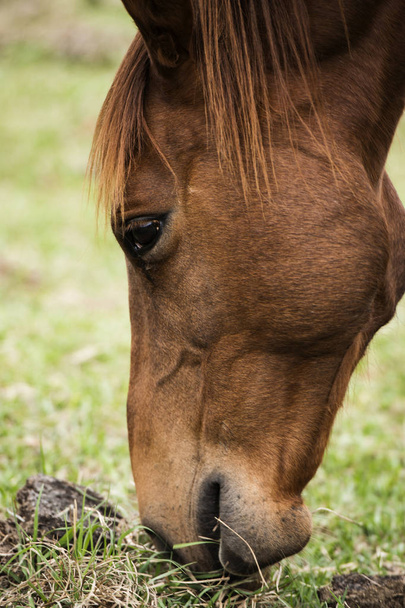 Cavalo australiano na paddock
 - Foto, Imagem