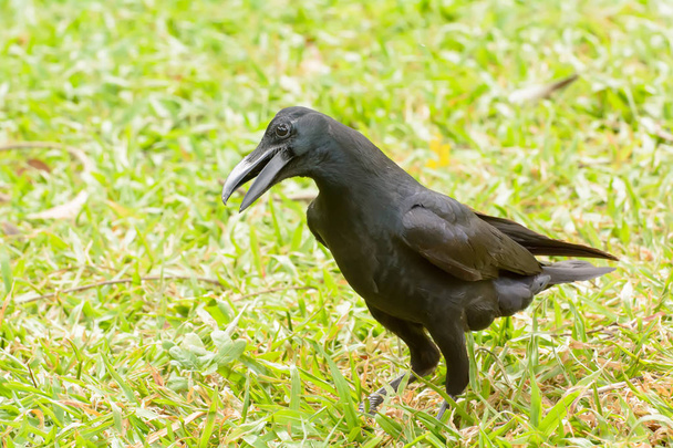 Ворона на газоні
 - Фото, зображення