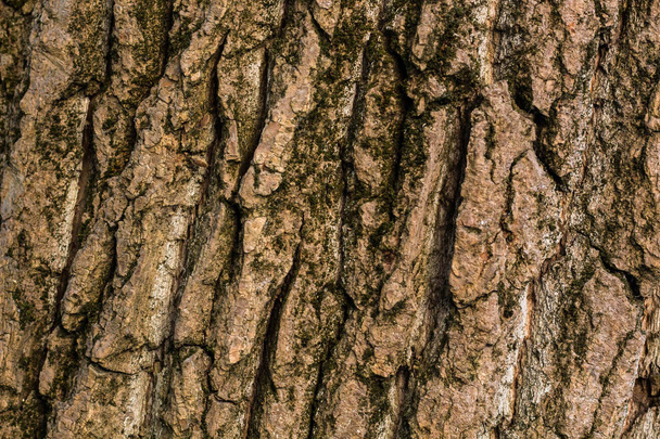 Oude houten boom in de natuur de patroon van de achtergrond van de textuur - Foto, afbeelding