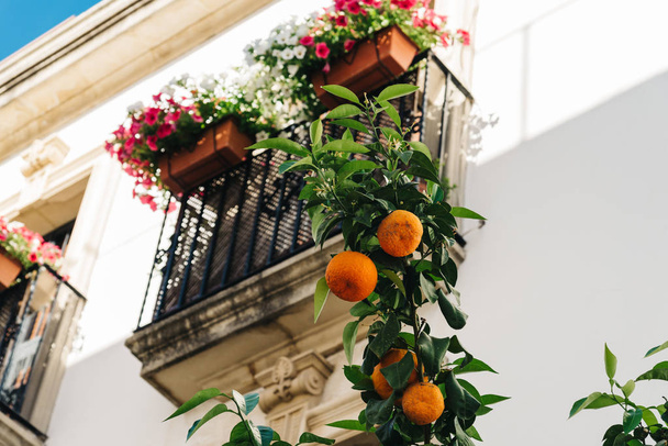 Pomarańczowe drzewa przed balkonem urządzone w kolorowe doniczki  - Zdjęcie, obraz
