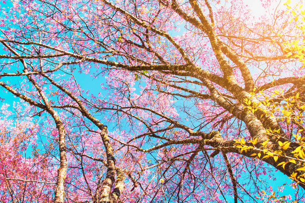Piękny widok drzewa wiśni z deseń Natura Wschód słońca - Zdjęcie, obraz