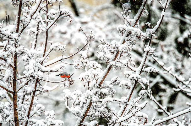 ein kleiner Gimpel pickt Samen, sitzt auf einem schneebedeckten Zweig. - Foto, Bild