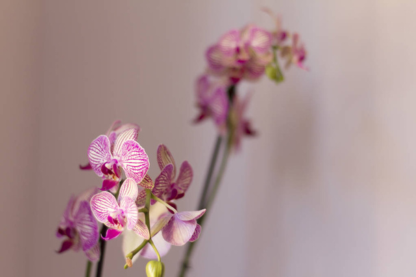 Beautiful orchid in pink, white and violet tones on a neutral background - Photo, Image