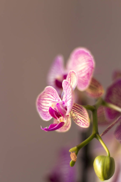 Beautiful orchid in pink, white and violet tones on a neutral background - Photo, Image