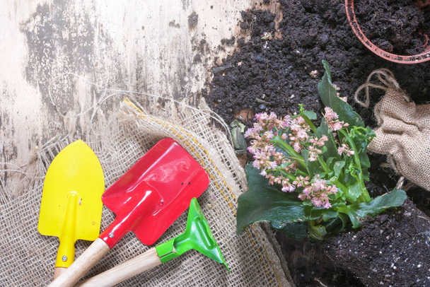 Puutarhanhoito työkaluja kukkia ja maaperää
 - Valokuva, kuva