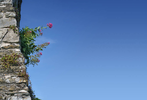 Wild różowe kwiaty na starożytny kamienny mur - Zdjęcie, obraz