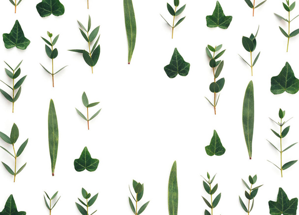 Marco con hojas verdes sobre fondo blanco
 - Foto, Imagen