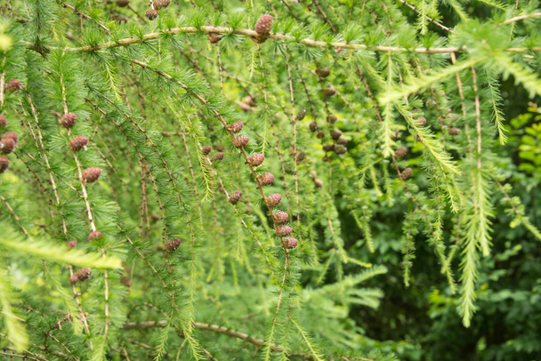 Хвойные деревья с сосновыми шишками летом
 - Фото, изображение
