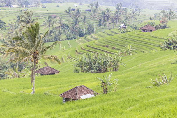 jatiluwih rice terrace - Φωτογραφία, εικόνα