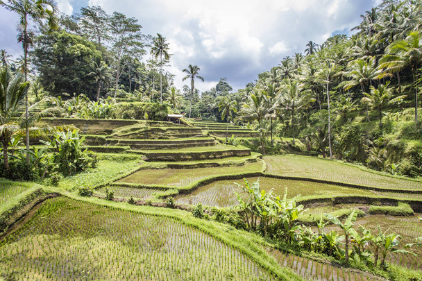 Tegalalang rice terraces near Ubud, Bali - Foto, afbeelding
