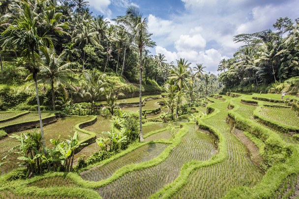 Tegalalang-Reisterrassen in der Nähe von Ubud, Bali - Foto, Bild