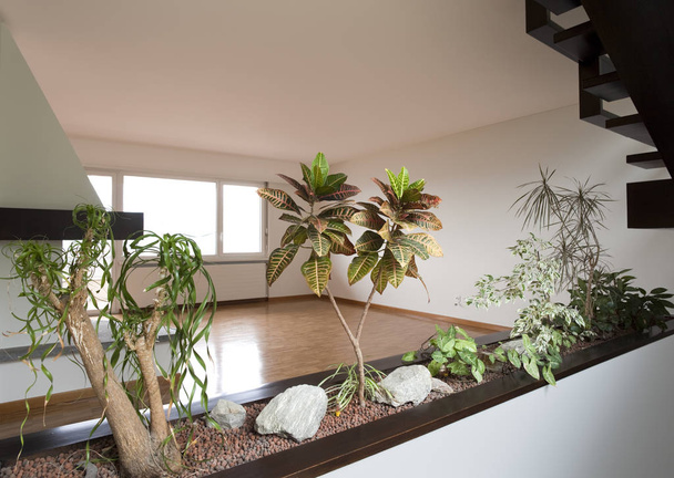 Nature interior with green plants - Foto, Imagen