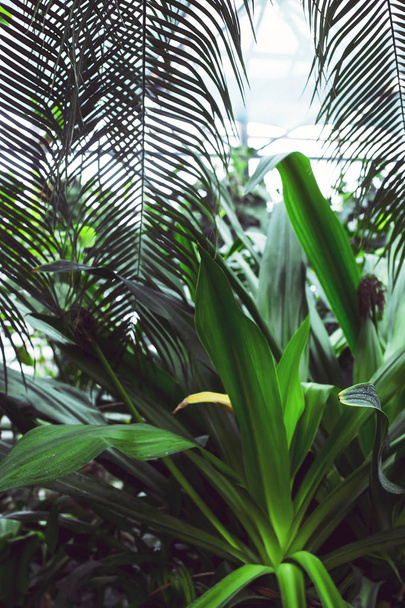 Tropical plants and palm branches in the greenhouse - Fotoğraf, Görsel