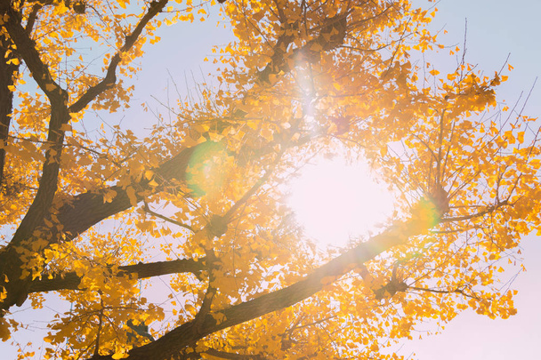 Красивый фон из желтых листьев гинкго
. - Фото, изображение