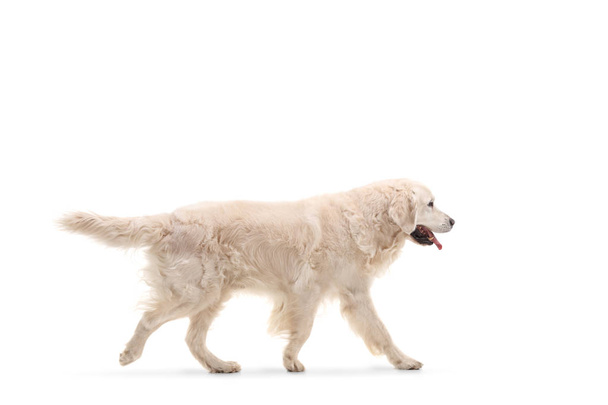 Labrador retriever dog walking isolated on white background - Photo, image