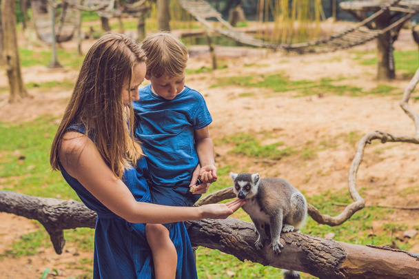 Mom and son are fed Ring-tailed lemur - Lemur catta. Beauty in nature. Petting zoo concept. - Zdjęcie, obraz
