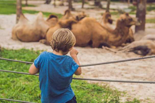 O rapaz olha para os camelos no jardim zoológico. O menino olha para os camelos no zoológico
. - Foto, Imagem