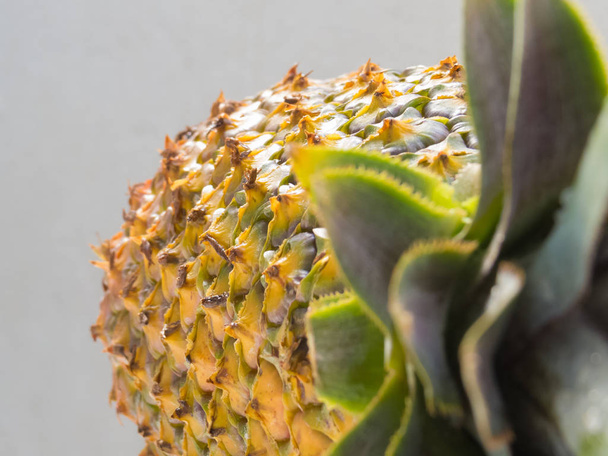 Close-up van rijpe ananas peel met stijve groene bladeren op de voorgrond, op witte achtergrond, zoet en lekker tropisch fruit. - Foto, afbeelding