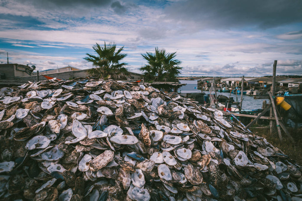 Empty shells of fresh harvested oysters farm in France - Photo, Image