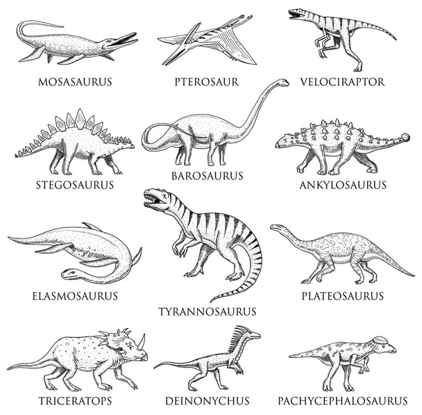 Dinosaurukset asetettu, Tyrannosaurus rex, Triceratops, Barosaurus, Diplodocus, Velociraptor, Triceratops, Stegosaurus, luurangot, fossiilit. Esihistorialliset matelijat, Käsin piirretty vektori
. - Vektori, kuva