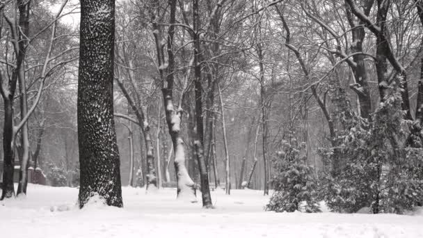 Esik a hó a téli Park - Felvétel, videó