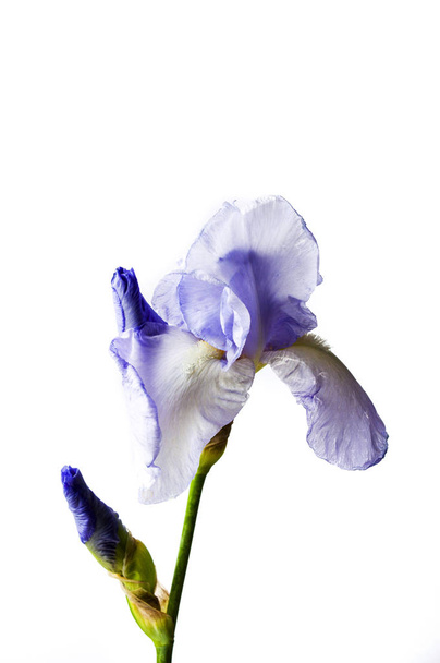 Iris Blume auf weißem Textilhintergrund - Foto, Bild