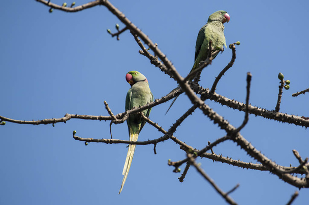 Pair of Rose Ringed Parakeet Perched on Branch of a Tree  - Photo, Image