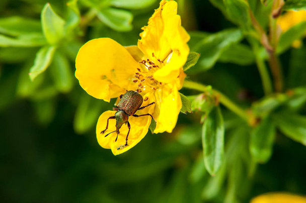 Εντόμων ρυγχωτός κάνθαρος κάθεται σε κίτρινο λουλούδι - Φωτογραφία, εικόνα