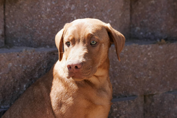 Kırmızı pitbull köpek parkta duvar tarafından poz - Fotoğraf, Görsel