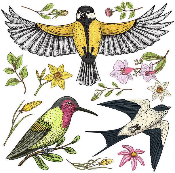 Small birds of barn swallow or martlet and parus or titmouse, Rufous. daffodil and orchid with leaves and Roses buds. Wedding flowers in spring garden. Exotic tropical animal. engraved hand drawn. - Vector, Image