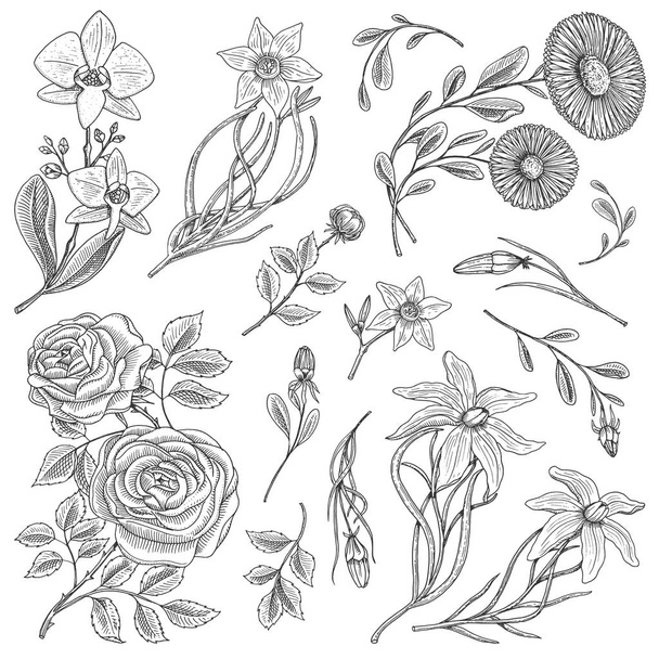 Σύνολο λουλούδια, τριαντάφυλλα με φύλλα και μπουμπούκια, χαμομήλι φαρμακευτικό βότανο, ασφόδελος και ορχιδέα, κρίνος. Βοτανικός Κήπος του γάμου ή των φυτών. Εικονογράφηση διάνυσμα. χαραγμένο χέρι σε παλιό βικτοριανό σκίτσο. - Διάνυσμα, εικόνα