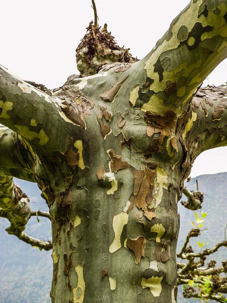 Стовбур сикаморського дерева (платан) з сіро-зеленим спалахом
  - Фото, зображення