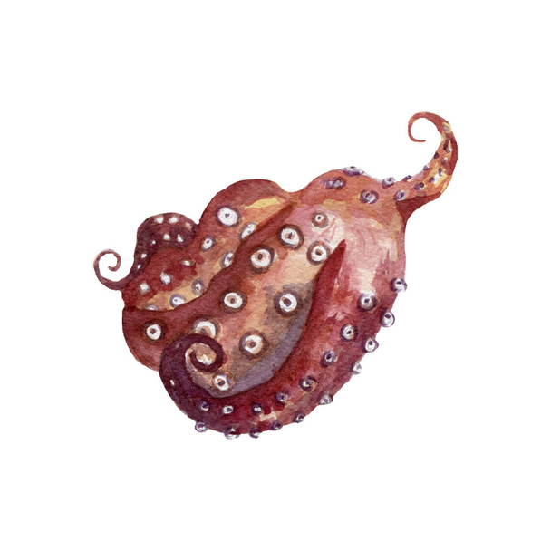 seafood octopus isolated on a white background - Φωτογραφία, εικόνα