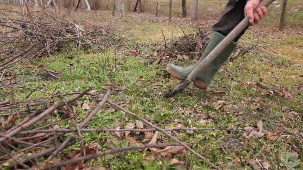 ルーツを持つ新しいサイオンを移植、ディブル果実 treegardener が彼の果樹園でマイナーな植物を乗算するのにルーツを持つ若い果樹を植栽にシャベルを使用です。. - 映像、動画
