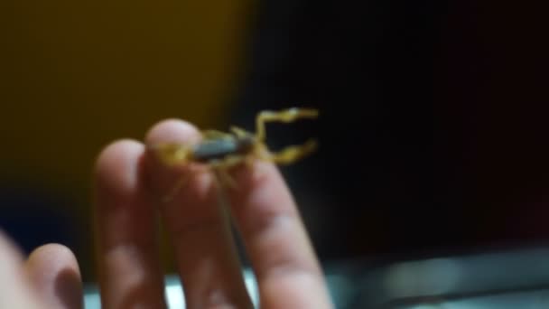 Homem segurando escorpião
 - Filmagem, Vídeo