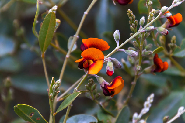Chorizema sp., Parque Nacional West MacDonnell Ranges, Territorio del Norte, Australia
 - Foto, Imagen